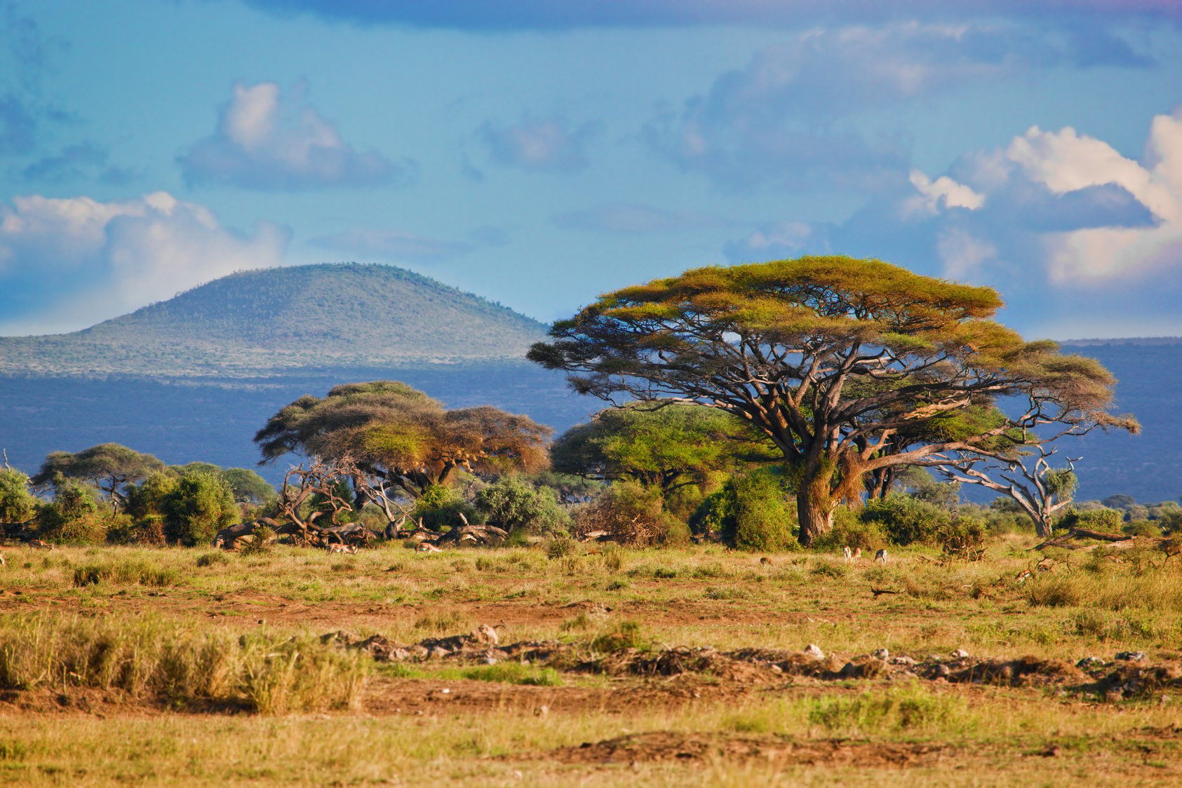 Savanna Landscape in Africa